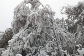 Yên Bái: Vùng cao Trạm Tấu xuất hiện băng giá, sương muối