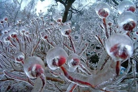 Băng giá nhuộm trắng đỉnh núi Phia Oắc trong cái lạnh -9 độ C