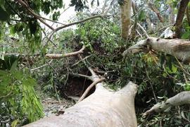 (Ảnh: Lê Đức Hoảnh/TTXVN)