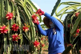 Thúc đẩy xuất khẩu hàng nông sản sang thị trường Trung Quốc