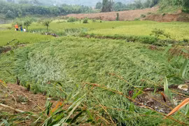Ruộng lúa bị đổ ngã do mưa đá kèm lốc xoáy. (Ảnh: TTXVN phát)