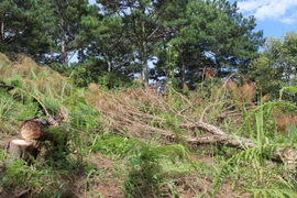 Thủ tướng yêu cầu xử lý vấn đề farmstay và chèo kéo khách du lịch