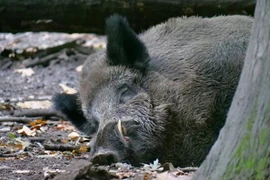 Dịch tả châu Phi xuất hiện ở Đức, nguy cơ ảnh hưởng 670.000 con lợn