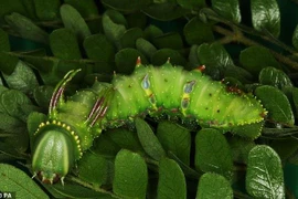 Một con sâu bướm Adeloneivaia tại rừng nhiệt đới Chamela-Cuixmala. (Nguồn: PA)