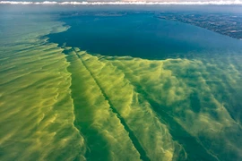 Tình trạng biến đổi khí hậu làm gia tăng sự xâm lấn của tảo diệp lục. (Nguồn: greatlakes.org)