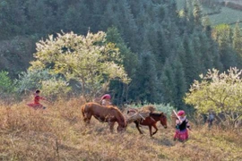 Triển lãm sẽ chính thức khai mạc vào ngày 1/7. (Ảnh: BTC)