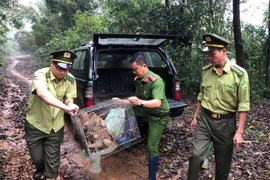 Lực lượng chức năng thả 8 cá thể khỉ về với môi trường tự nhiên. (Ảnh: Lê Ngọc Phước/TTXVN)