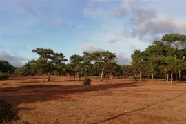 Dự án sân Golf Đắk Đoa (huyện Đắk Đoa, Gia Lai) sẽ phải chuyển đổi hơn 174 ha đất rừng thông tại huyện Đắk Đoa, Gia Lai. (Ảnh: TTXVN phát)