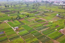 Toàn cảnh vựa rau sạch xã Tân Minh. (Ảnh: PV/Vietnam+)