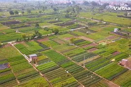 Toàn cảnh vựa rau sạch xã Tân Minh. (Ảnh: PV/Vietnam+)