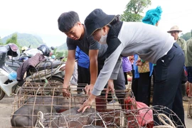 Hình ảnh độc đáo về chợ lợn cắp nách ở thành phố Lai Châu