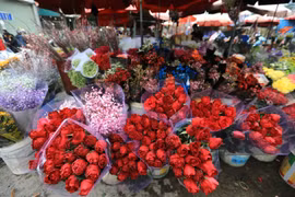 Giá hoa hồng Đà Lạt chuẩn bị cho ngày Valentine tăng gấp từ 2-3 lần