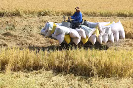 Giá lúa Đồng bằng sông Cửu Long đồng loạt tăng, giá cà phê chững lại