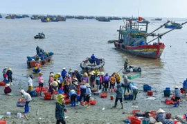 Cảng cá Ngư Lộc tấp nập hoạt động thu mua hải sản ngày giáp Tết