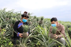 Đảm bảo tính thống nhất, đồng bộ của các chính sách dân tộc