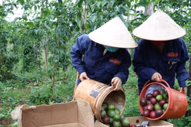 Chanh leo Việt Nam được xuất khẩu thí điểm sang Trung Quốc từ 1/7
