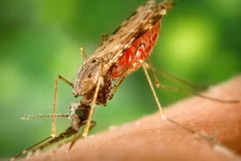 Australia ghi nhận thêm ca tử vong do virus viêm não Nhật Bản