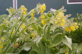 [Photo] Hình ảnh băng tuyết phủ trắng cây cối tại Hà Giang