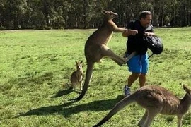 Australia: Cụ ông 77 tuổi thiệt mạng do bị kangaroo tấn công