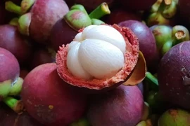 Nông dân Trà Vinh phấn khởi do măng cụt được mùa, được giá