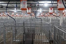 Phú Yên khánh thành trang trại chăn nuôi lợn giống công nghệ cao