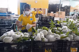 VMBIZ và MCCM sẽ đẩy mạnh xúc tiến thương mại và đầu tư giữa hai nước trong thời gian tới, nhất là ngành thực phẩm và nông nghiệp.(Ảnh: Thanh Tân/TTXVN)