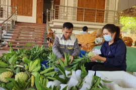 Sơn La nâng tầm thương hiệu cây trồng chủ lực na Mai Sơn