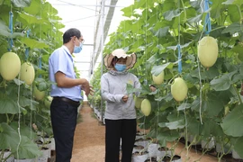 Năm 2025 sẽ có trên 20% sản phẩm nông nghiệp ứng dụng công nghệ cao