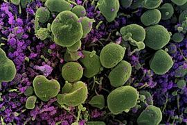 Chuyên gia Trung Quốc: Biến thể Omicron có thể có nguồn gốc từ chuột