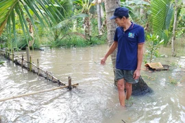 Cảnh báo vùng Đồng bằng sông Cửu Long ứng phó với triều cường