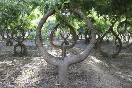 Khám phá vườn cây “Vô ưu” độc đáo được ghi danh kỷ lục Việt Nam