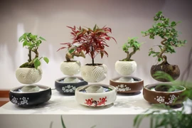 Những cây bonsai bay lơ lửng tạo nên một vẻ đẹp thu hút rất nhiều người quan tâm. (Ảnh: Minh Sơn/Vietnam+)