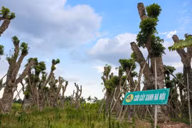 Sau hơn 7 tháng di chuyển từ Kim Mã về vườn ươm xã Đa Tốn, huyện Gia Lâm (Hà Nội), khả năng sống sót và phát triển của hơn 100 cây xanh đã cho những tín hiệu rất đáng tích cực. (Ảnh: Minh Sơn/Vietnam+) 