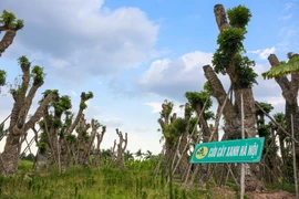 Sau hơn 7 tháng di chuyển từ Kim Mã về vườn ươm xã Đa Tốn, huyện Gia Lâm (Hà Nội), khả năng sống sót và phát triển của hơn 100 cây xanh đã cho những tín hiệu rất đáng tích cực. (Ảnh: Minh Sơn/Vietnam+) 
