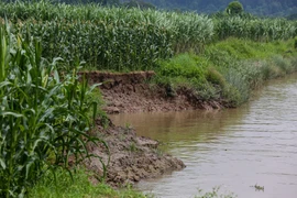 Hàng chục hécta đất phù sa có nguy cơ bị sạt lở nghiêm trọng vì sự lộng hành của 'cát tặc'. (Ảnh: PV/Vietnam+)