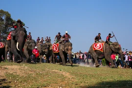 Sáng 12/3, lễ hội đua voi được tổ chức tại huyện Lắk (Đắk Lắk). Có 13 con voi đã tham gia thi đấu thu hút hàng nghìn du khách theo dõi. (Ảnh: Minh Sơn/Vietnam+)