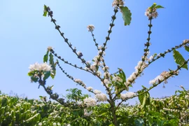 Không phải ai cũng có may mắn đến Tây Nguyên đúng vào mùa hoa vì hoa thường nở nhanh rồi tàn cũng nhanh như chưa từng xuất hiện. (Ảnh: Minh Sơn/Vietnam+) 