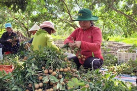Thu hoạch nhãn tại Hợp tác xã Dịch vụ Nông nghiệp Nhân Tâm, huyện Xuyên Mộc. Đây là vùng trồng đã được cấp mã số và sản phẩm nhãn được xuất khẩu theo đường chính ngạch sang Trung Quốc và Nhật Bản. (Ảnh: Hoàng Nhị/TTXVN)