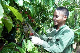 Nông dân Gia Lai thu hái càphê đầu vụ. (Ảnh: Hoài Nam/TTXVN)