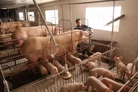 Chăm sóc đàn lợn nái. (Ảnh: Vũ Sinh/TTXVN)