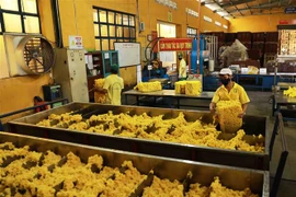 Chế biến cao su xuất khẩu tại nhà máy của Công ty Cao su Phú Riềng. (Ảnh: Vũ Sinh/TTXVN)