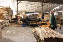 Xưởng chế biến gỗ bóc của Công ty Cổ phần Yên Thành (thị trấn Yên Bình, huyện Yên Bình). (Ảnh: Tiến Khánh/TTXVN)