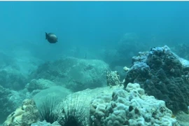 Một khu vực trong khu bảo tồn vịnh Nha Trang với rạn san hô ở tình trạng chất lượng kém. (Ảnh: TTXVN phát)