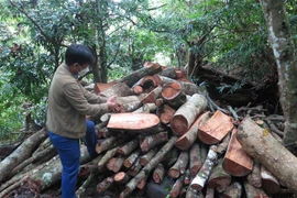 Ghi nhận cây rừng tại tiểu khu 165, xã Sơn Hội, huyện Sơn Hòa bị chặt phá, chất thành đống, chuẩn bị chuyển đi vào ngày 9/9/2022. (Ảnh: Tường Quân/TTXVN)