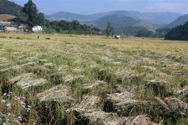 (Ảnh minh họa: Hữu Quyết/TTXVN)