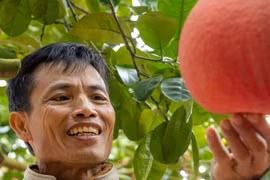 Ghé thăm ngôi làng trồng bưởi đỏ 'độc nhất vô nhị' ở Hà Nội