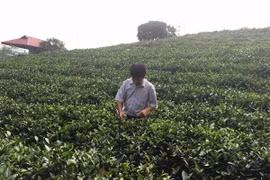 Ông Hoàng Xuân Thuỷ đang chăm sóc vườn chè. (Ảnh: T.H/Vietnam+) 