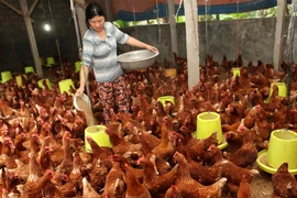 Nhiều hộ gia đình thoát nghèo nhờ vay vốn tín dụng chính sách. (Nguồn: Ngân hàng Chính sách Xã hội)