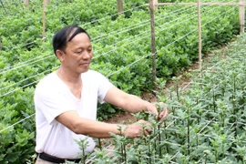 Ảnh minh họa. (Nguồn: TTXVN)