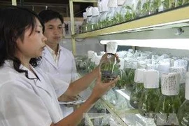 Ứng dụng thành công công nghệ sinh học trong nhân giống cây nông nghiệp. (Nguồn: TTXVN)